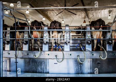 Ferme laitière du Wisconsin avec des vaches sur l'unité de traite automatisée Banque D'Images