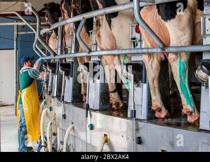 Ferme laitière du Wisconsin avec des vaches sur l'unité de traite automatisée Banque D'Images