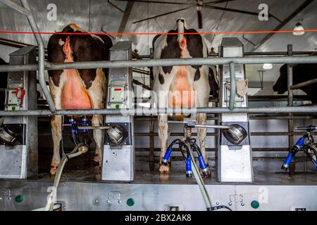 Ferme laitière du Wisconsin avec des vaches sur l'unité de traite automatisée Banque D'Images