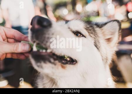 Un chien mignon et plein de plaisir, fait un concombre des mains du propriétaire, un animal affamé Banque D'Images