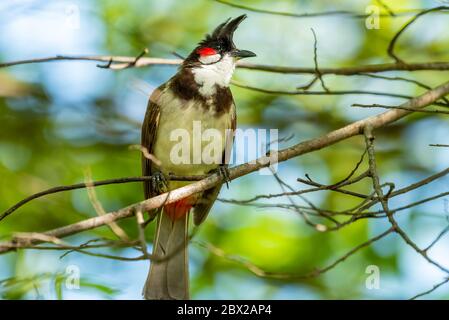 Un Bulbul à moustaches rouges perché sur un arbre de baies de Singapour, qui a l'air curieux Banque D'Images