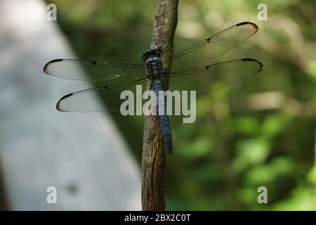 Blue Dragonfly, l'infraorder Anisoptera, assis sur une branche avec des ailes délicates s'étendant dans le parc national des Everglades, Floride. Banque D'Images