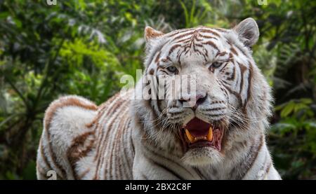 Tigre blanc blanchi / tiger (Panthera tigris) Variante de la pigmentation du tigre du Bengale, originaire de l'Inde Banque D'Images