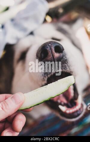 Un chien mignon et plein de plaisir, fait un concombre des mains du propriétaire, un animal affamé Banque D'Images