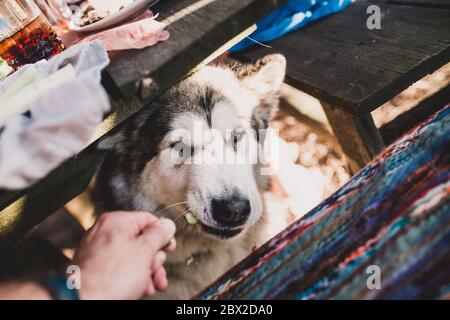 Mignon grand chien - nourrissant un animal de compagnie de concombre - Malamute faim Banque D'Images