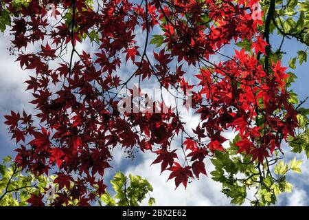 Érable japonais Acer palmatum Banque D'Images