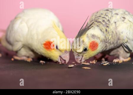 Le perroquet de Cockatier couple de 3 mois manger des graines de gros plan Banque D'Images