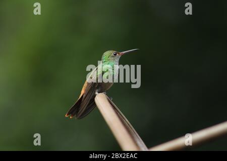 Colibri à queue roufée Amazilia tzacatl. Prise à Panacam, Lago de Yojoa, Honduras Banque D'Images