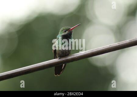 Colibri à queue roufée Amazilia tzacatl. Prise à Panacam, Lago de Yojoa, Honduras Banque D'Images