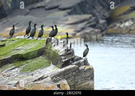 Groupe d'oiseaux de mer Shag assis sur le bord de la falaise près de l'océan, Mousa, Shetland Islands, Écosse. Banque D'Images
