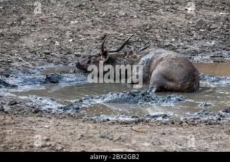 Sambar cerf ou rusa unicolor se rafraîchissait et jouant dans l'eau de boue près de l'étang. Inde, en danger. Banque D'Images