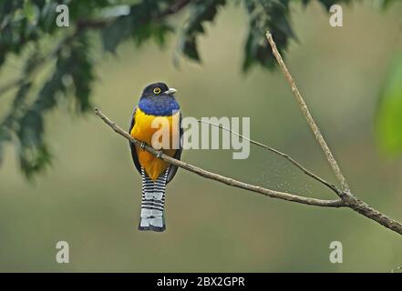 Garbtered Trogon (Trogon caligatus) adulte mâle perché sur la branche morte Panacam, Honduras février 2016 Banque D'Images