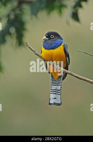 Garbtered Trogon (Trogon caligatus) adulte mâle perché sur la branche morte Panacam, Honduras février 2016 Banque D'Images