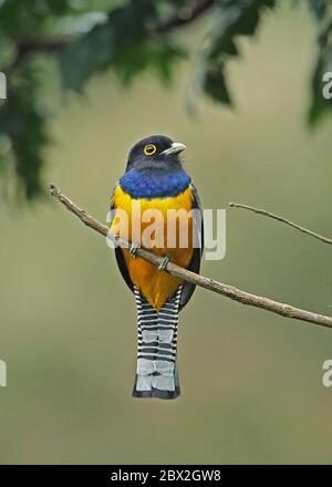 Garbtered Trogon (Trogon caligatus) adulte mâle perché sur la branche morte Panacam, Honduras février 2016 Banque D'Images