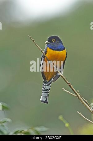 Garbtered Trogon (Trogon caligatus) adulte mâle perché sur la branche morte Panacam, Honduras février 2016 Banque D'Images