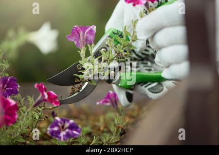 Gros plan d'un jardinier mâle méconnaissable utilisant secateur pour couper de belles plantes avec des fleurs roses et blanches dans des pots de fleurs en plein air. Récolte de l'homme prenant soin des plantes. Concept de la nature, jardinage. Banque D'Images