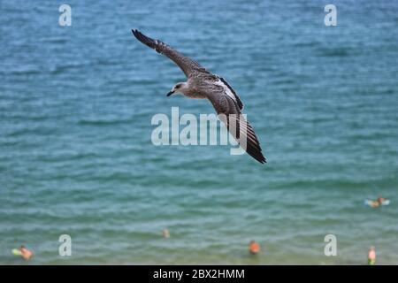 Un mouette vole haut au-dessus d'une plage en Bulgarie Banque D'Images