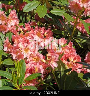 Rhododentron orange en fleurs au printemps Banque D'Images