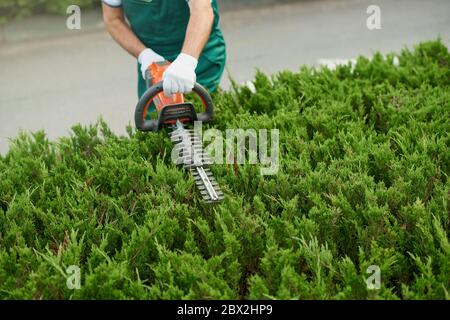 Vue d'en haut de la haie incognito mâle de coupe de jardinier. Récolte de l'ouvrier portant un uniforme et des gants façonnant soigneusement le dessus des buissons à l'aide d'une machine à couper électrique rouge et noire. Concept de jardinage. Banque D'Images