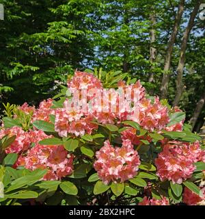 Rhododentron orange en fleurs au printemps Banque D'Images