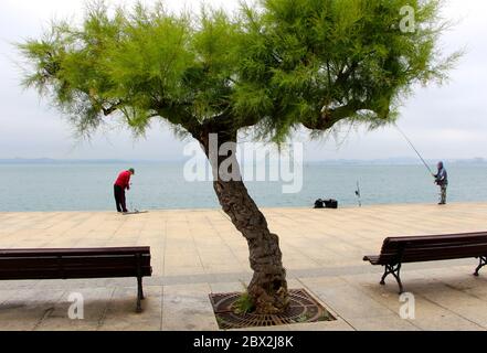 Deux pêcheurs Santander baie de chaque côté d'un arbre Tamarisk Tamarix Chinensis Cantabria Espagne Banque D'Images