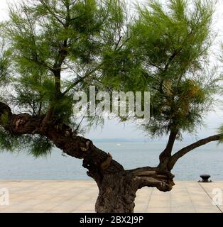 Bateau dans la baie de Santander vu à travers un arbre Tamarisk Tamarix Chinensis Cantabria Espagne Banque D'Images