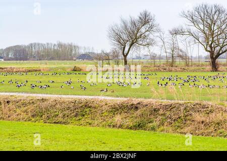 Oies des graylag en hiver sur les prairies près d'Anjum, dans le nord des pays-Bas Banque D'Images