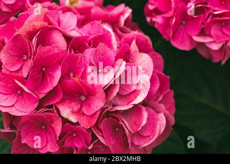 Eté Crush Bigleaf Hydrangea gros plan de la fleur du jardin Banque D'Images