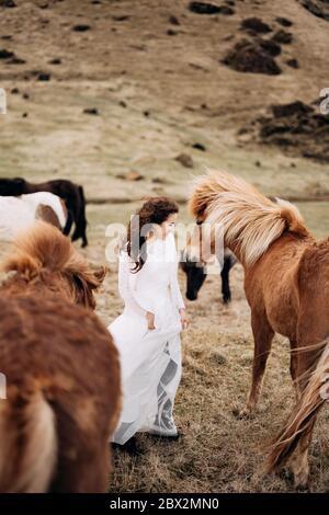 Destination Islande mariage séance photo avec des chevaux islandais. Une mariée vêque d'une robe blanche se promène parmi un troupeau de chevaux dans un champ. Banque D'Images