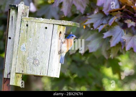 Un Bluebird de l'est perché sur une boîte de nidification à Union, Ontario, Canada. Banque D'Images