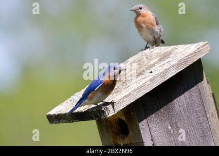 Oiseaux bleus de l'est perchés dans une maison d'oiseaux à Union, Ontario, Canada. Banque D'Images