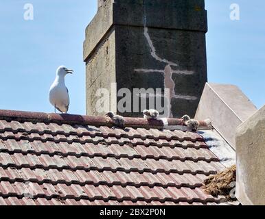 Poussins de goéland de hareng nouvellement éclos, Royaume-Uni Banque D'Images