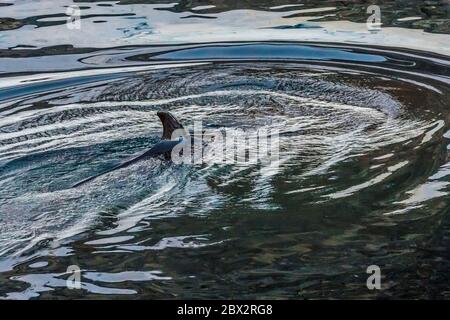 Antarctique, Océan Austral, Péninsule Antarctique, Terre Graham, chenal Lemaire, le paysage se reflète sur la nageoire dorsale humide d'une baleine de Minke du Sud (Balaenoptera bonaerensis) Banque D'Images
