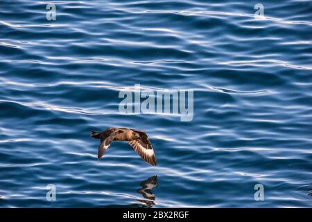 Antarctique, Océan Austral, Péninsule Antarctique, Terre Graham, chenal Lemaire, Skua Antarctique (Stercorarius antarcticus) en vol au-dessus de l'eau Banque D'Images