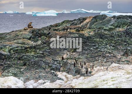 Antarctique, Océan Austral, Péninsule d'Arrowsmith, Graham Land, île Detaille, colonie de pingouins d'Adlie (Pygoscelis adeliae) et phoques à fourrure de l'Antarctique (Arctocephalus gazella) en arrière-plan Banque D'Images