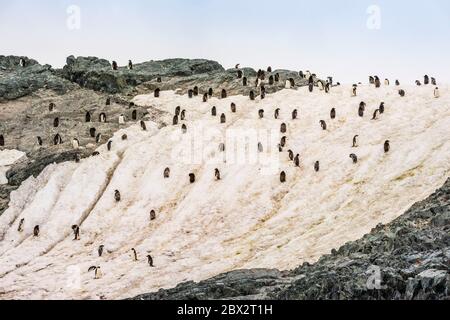 Antarctique, Océan Austral, péninsule d'Arrowsmith, terre Graham, île Detaille, colonie de pingouins d'Adlie (Pygoscelis adeliae) Banque D'Images