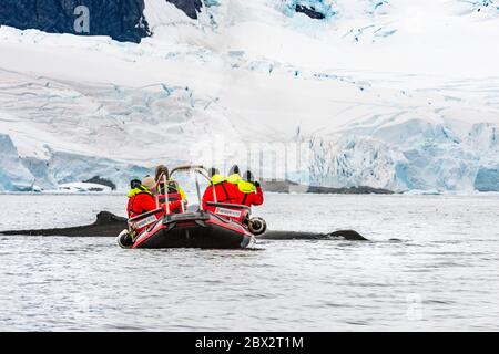 Antarctique, Océan Austral, Péninsule Antarctique, Graham Land, chenal Lemaire, île Petermann, exploration dans un petit bateau semi-rigide entre icebergs pour rencontrer des baleines à bosse (Megaptera novaeangliae) Banque D'Images