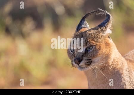 Namibie, réserve privée, Caracal (Caracal caracal), présente en Afrique et en Asie, animal sous conditions contrôlées, adulte mâle Banque D'Images