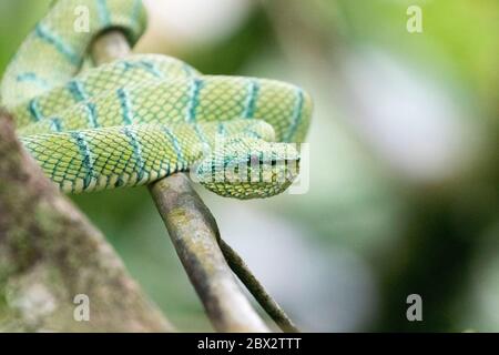 Indonésie, Bornéo, Kalimantan, Parc national de Tanjung Puting, Temple Viper (Tropidolaemus wagleri) Banque D'Images