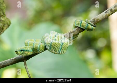 Indonésie, Bornéo, Kalimantan, Parc national de Tanjung Puting, Temple Viper (Tropidolaemus wagleri) Banque D'Images