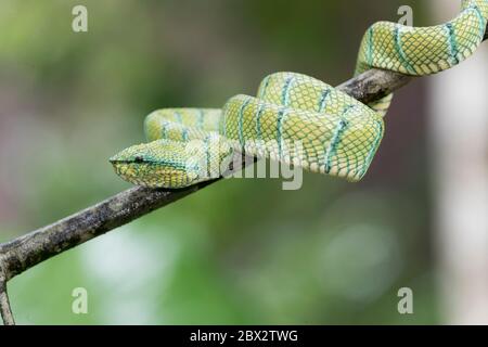 Indonésie, Bornéo, Kalimantan, Parc national de Tanjung Puting, Temple Viper (Tropidolaemus wagleri) Banque D'Images