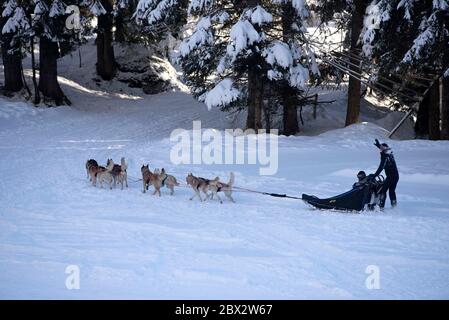 France, haute Savoie, Alpes, boutdog avec chiens de traîneau Banque D'Images