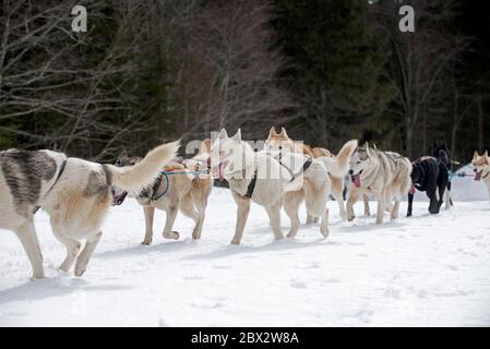 France, haute Savoie, Alpes, boutdog avec chiens de traîneau Banque D'Images