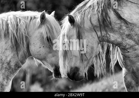 PRÉ-cheval (race pure espagnole), race espagnole, Portrait (Equus cabalus) Banque D'Images