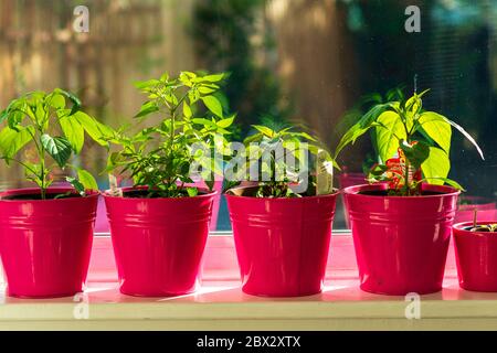 Jeunes plants de piment dans des pots poussant sur le rebord ensoleillé de la fenêtre Banque D'Images