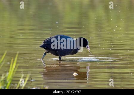 France, Doubs, oiseau, coot eurasien (Fulica atra) manger de la végétation aquatique Banque D'Images