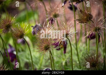 Fruits de Pulsatilla ambigua, plante également connue sous le nom de fleur de pâques, fleur de vent, croucs de prairie, fleur de pasque et anémone de prairie Banque D'Images