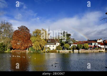 France, Doubs, Montbéliard, Église Saint-Mainboeuf, rives de la rivière Allan, goélands à tête noire (Chericocephalus ridibundus) Banque D'Images