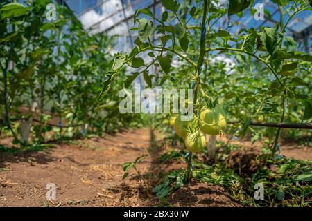 Les tomates vertes biologiques mûrissent en serre. Légumes sans produits chimiques, aliments sains Banque D'Images