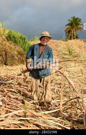 France, Ile de la Réunion (département français d'outre-mer), côte sud, petite-Ile, coupe de canne à sucre créole dans un champ de canne à sucre Banque D'Images